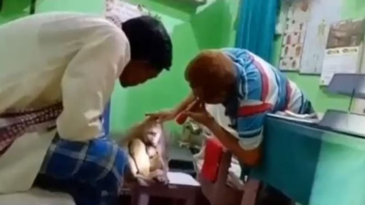 बंदर का इमोशनल वीडियो: चोट लगी तो बच्चे को सीने से चिपकाए डॉक्टर के पास पहुंचा, लोगों ने की थी उससे गंदी हरकत 