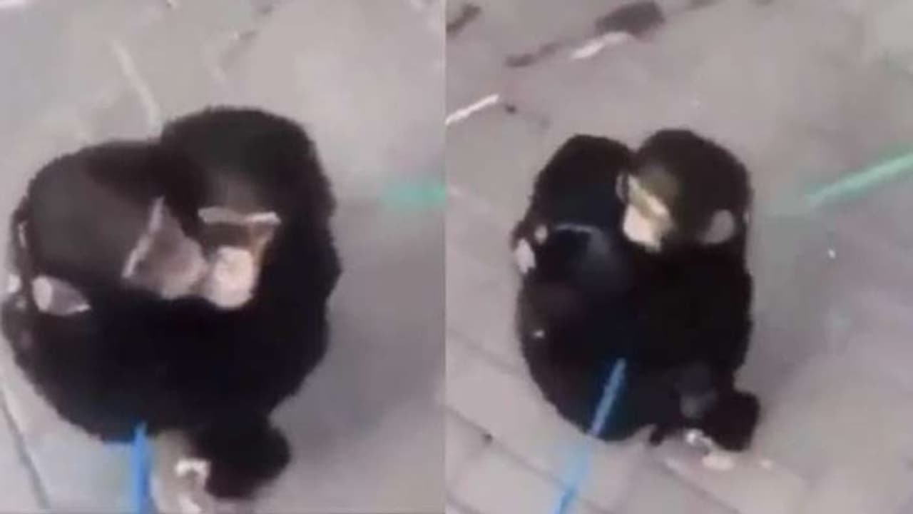 ಬೇರ್ಪಟ್ಟ ಚಿಂಪಾಜಿ ಸಹೋದರರು ಒಂದಾದ ಕ್ಷಣ: ಮುದ್ದಾದ ವಿಡಿಯೋ 