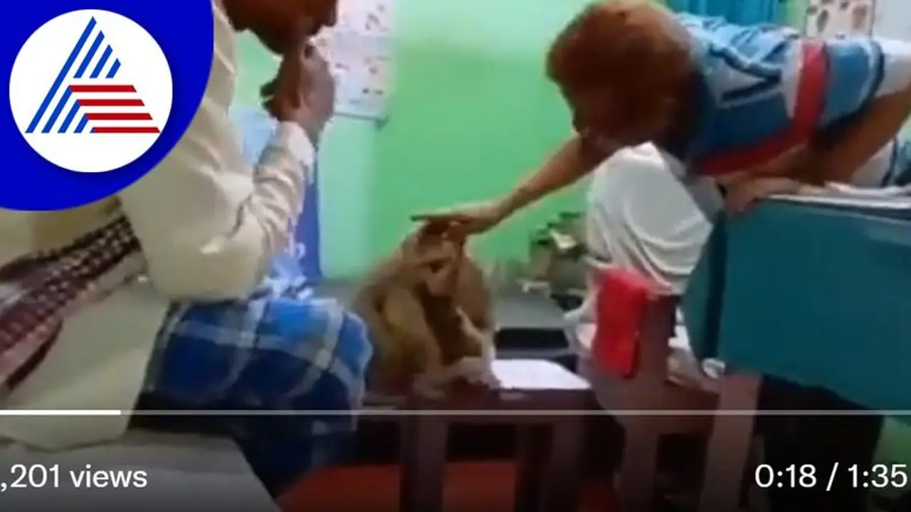 ಗಾಯಕ್ಕೆ ಚಿಕಿತ್ಸೆ ಪಡೆಯಲು ಆಸ್ಪತ್ರೆಗೆ ಬಂದ ತಾಯಿ ಕೋತಿ: ವಿಡಿಯೋ ವೈರಲ್