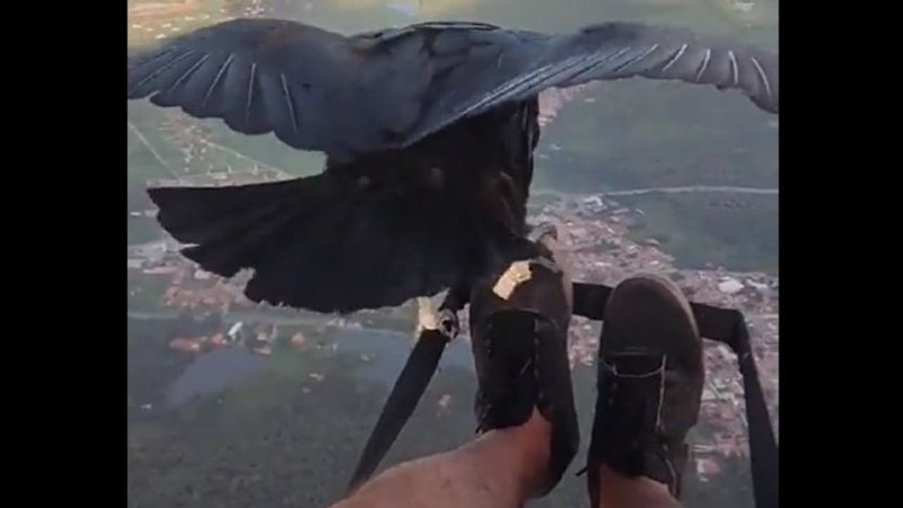 একটি কালো শকুনের স্বপ্নের উড়ান, পায়ের ওপর বসেই উড়ে চলল দেখুন হাড়হিম করা ভিডিওটি 
