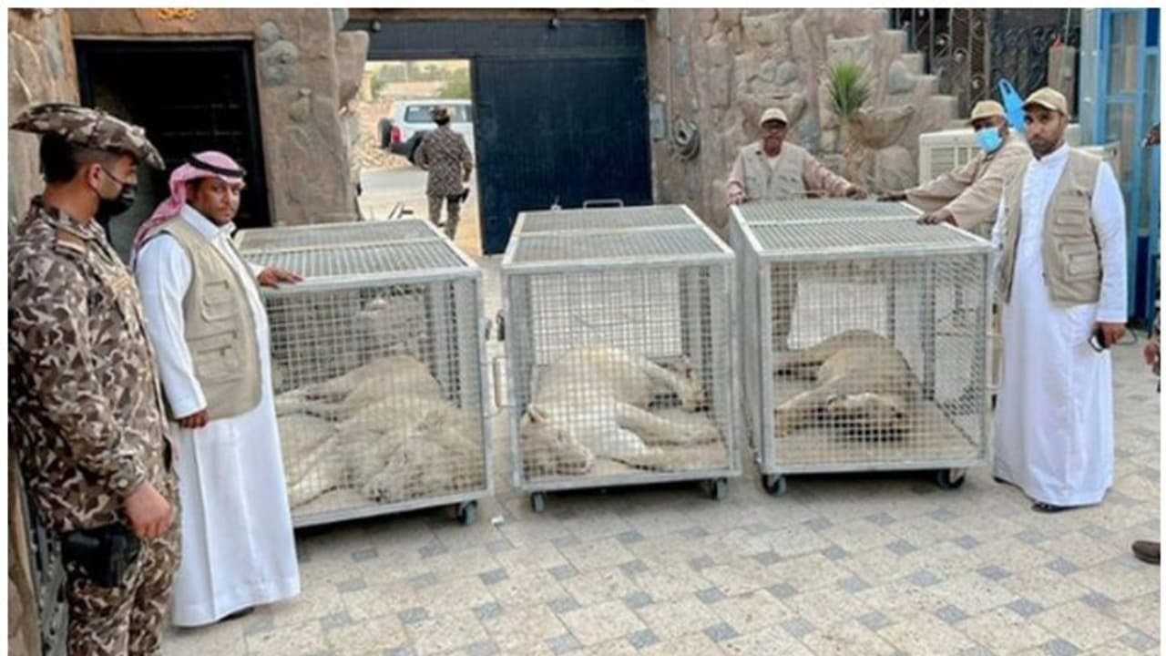 സ്വകാര്യ റിസോര്‍ട്ടില്‍ മൂന്ന് സിംഹങ്ങള്‍; സൗദി പൗരന്‍ അറസ്റ്റില്‍