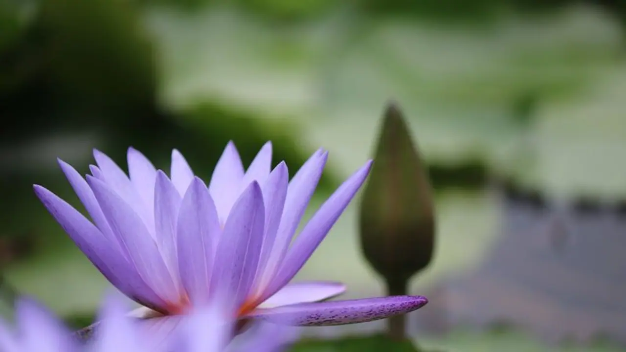 Astro Tips: ನಿಮ್ಮ ಅದೃಷ್ಟ ಬದಲಿಸಬಲ್ಲದು ಒಂದೇ ಒಂದು ಕಮಲ Astro Tips: ನಿಮ್ಮ ಅದೃಷ್ಟ ಬದಲಿಸಬಲ್ಲದು ಒಂದೇ ಒಂದು ಕಮಲ