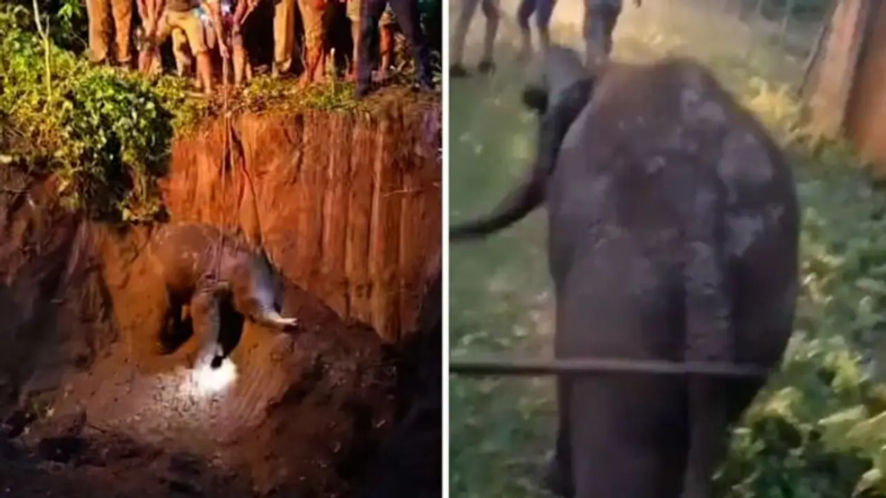 Watch: Forest dept rescues baby elephant from ditch; operation carried for 4 hours Watch: Forest dept rescues baby elephant from ditch; operation carried for 4 hours