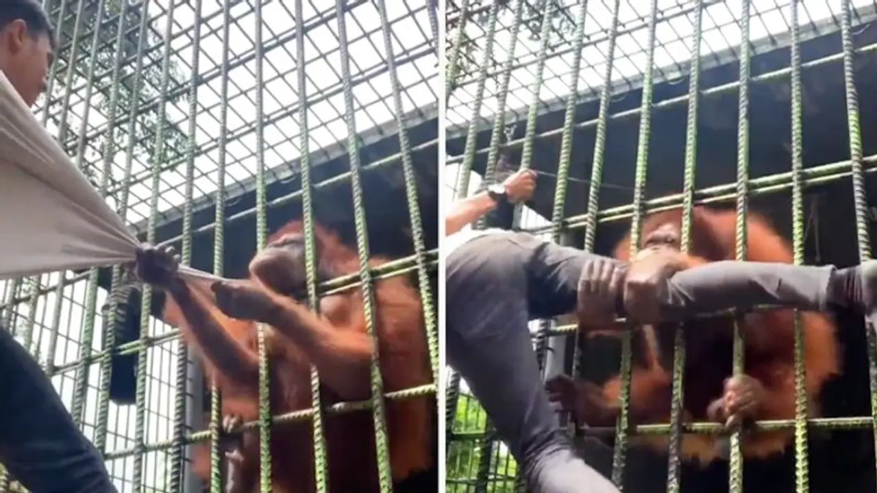 Watch: Angry orangutan pulls up man's shirt from its cage in Indonesia