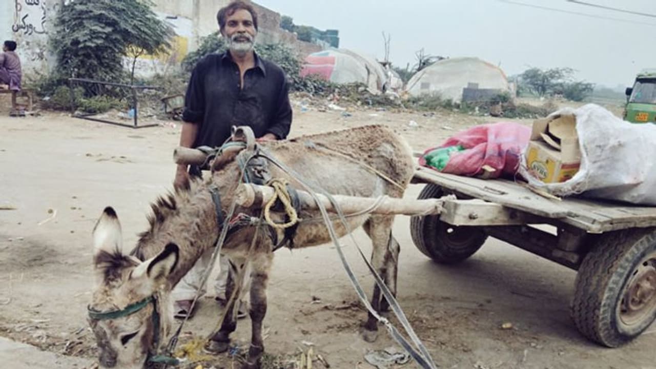 पाकिस्तान में कुछ सालों में बढ़कर 57 लाख हुई गधों की आबादी, सरकार खुश है, पता है क्यों? पाकिस्तान में कुछ सालों में बढ़कर 57 लाख हुई गधों की आबादी, सरकार खुश है, पता है क्यों?
