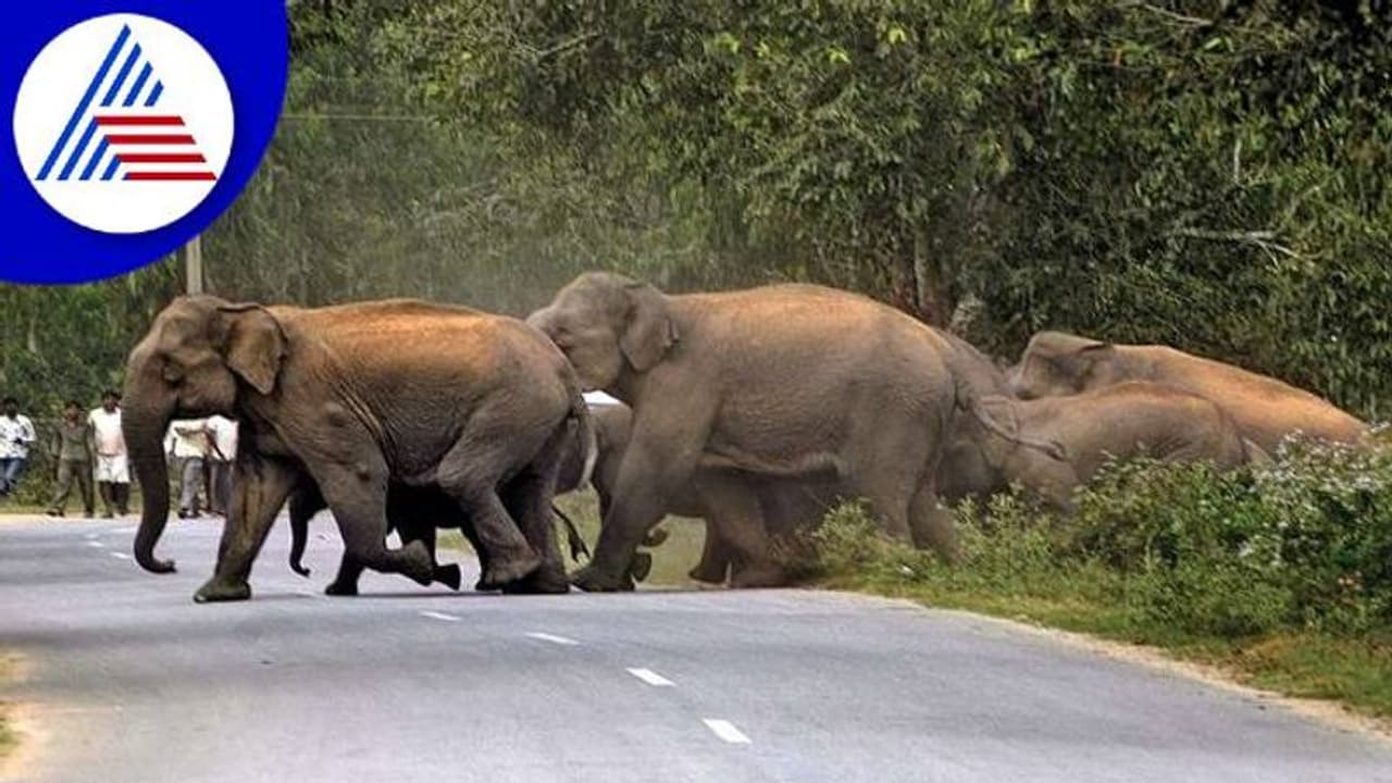 ಆನೆ ಕಾರಿಡಾರಲ್ಲಿ ಮಾನವ ಹಸ್ತಕ್ಷೇಪ: 79 ಆನೆ ಬಲಿ ಆನೆ ಕಾರಿಡಾರಲ್ಲಿ ಮಾನವ ಹಸ್ತಕ್ಷೇಪ: 79 ಆನೆ ಬಲಿ