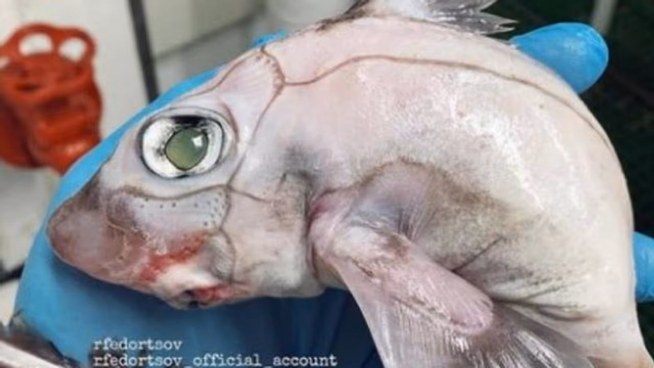 പ്രേതക്കണ്ണ്, തുന്നിച്ചേർത്തുപോലെയുള്ള രൂപം, അസാധാരണമായ മത്സ്യത്തെ കണ്ടെത്തി മത്സ്യത്തൊഴിലാളി പ്രേതക്കണ്ണ്, തുന്നിച്ചേർത്തുപോലെയുള്ള രൂപം, അസാധാരണമായ മത്സ്യത്തെ കണ്ടെത്തി മത്സ്യത്തൊഴിലാളി