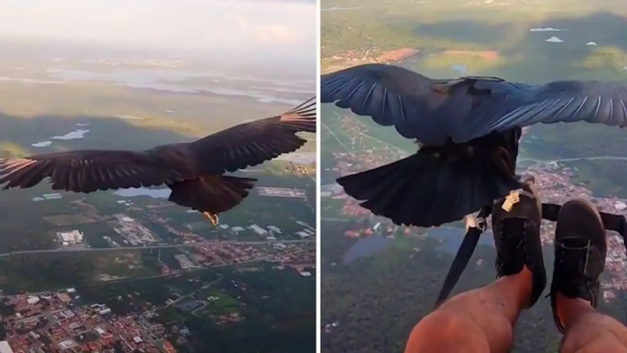 Watch: Man paraglides with a black vulture