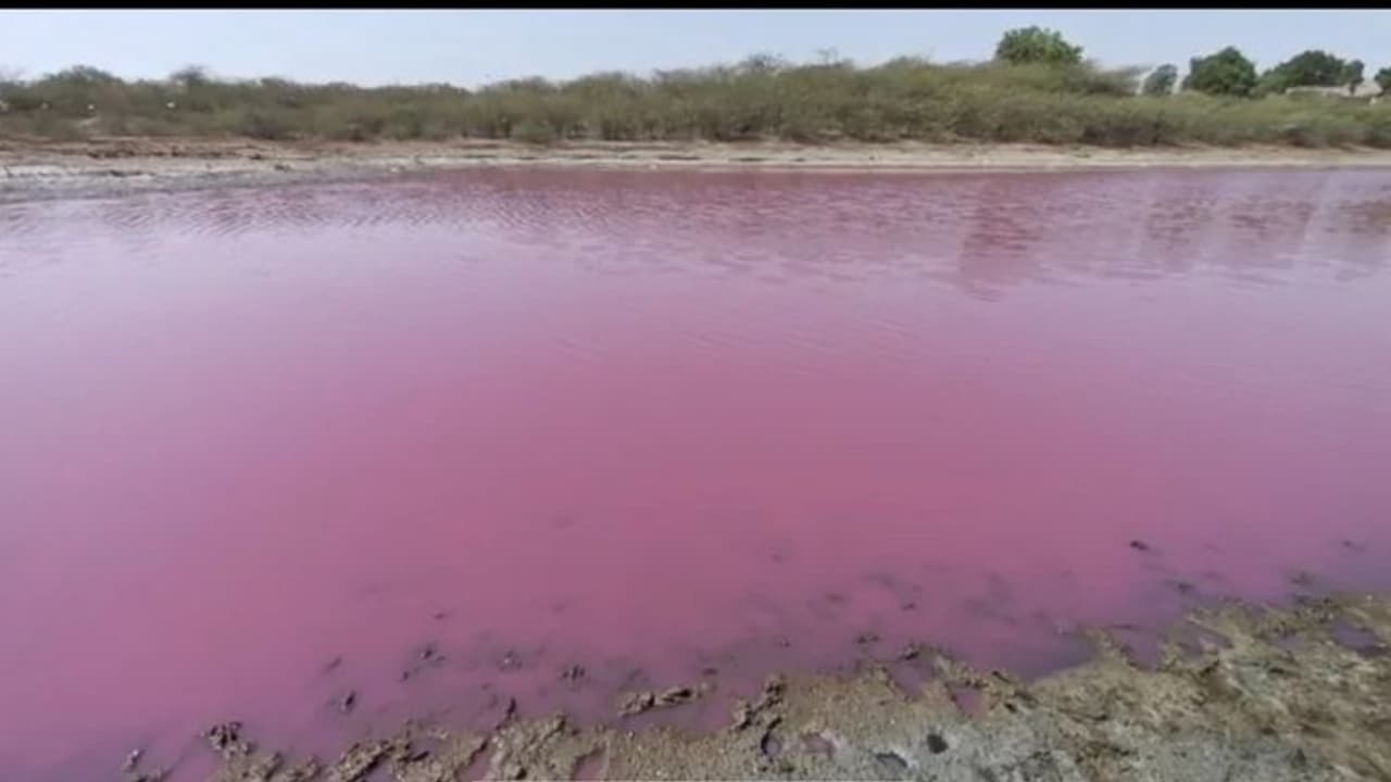 Lake water turns pink: ఏకంగా ఒక సరస్సు నీరంతా గులాబీ రంగులోకి మారింది.. ఏందుకు? Lake water turns pink: ఏకంగా ఒక సరస్సు నీరంతా గులాబీ రంగులోకి మారింది.. ఏందుకు?