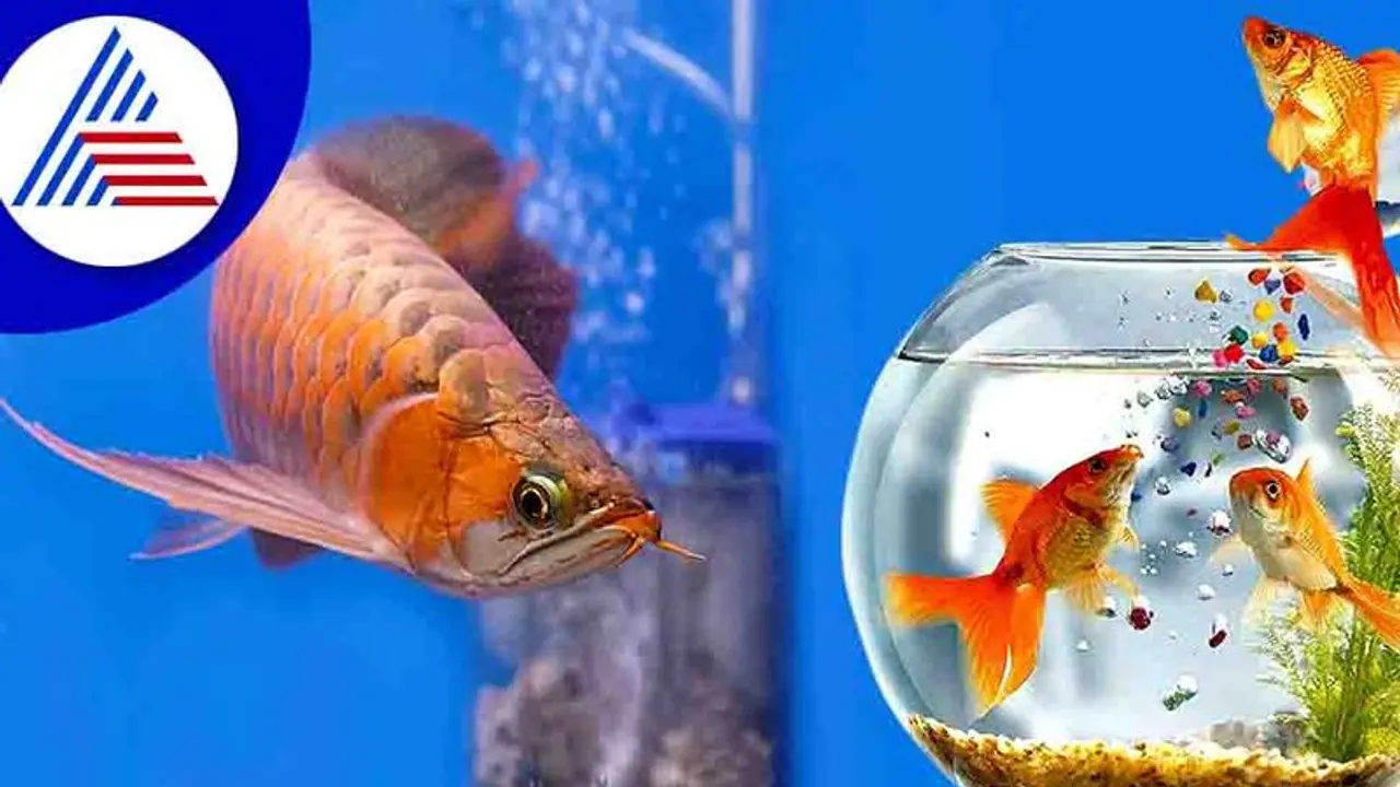 Feng Shui Tips: ಅದೃಷ್ಟ ಕೈ ಕೊಡುತ್ತಿದೆಯೇ? ಈ ಐದು ಮೀನುಗಳನ್ನು ಅಕ್ವೇರಿಯಂನಲ್ಲಿರಿಸಿ..