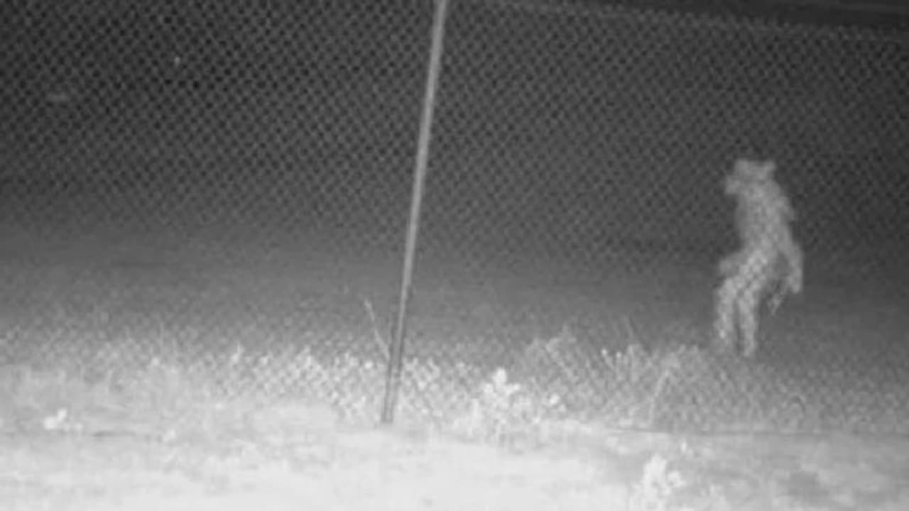 മനുഷ്യനെപ്പോലെ രണ്ട് കാലിൽ നടപ്പ്, കൂർത്ത ചെവി, 'വിചിത്രസ്വത്വ'ത്തെ തിരിച്ചറിയാനാവാതെ മൃഗശാല മനുഷ്യനെപ്പോലെ രണ്ട് കാലിൽ നടപ്പ്, കൂർത്ത ചെവി, 'വിചിത്രസ്വത്വ'ത്തെ തിരിച്ചറിയാനാവാതെ മൃഗശാല