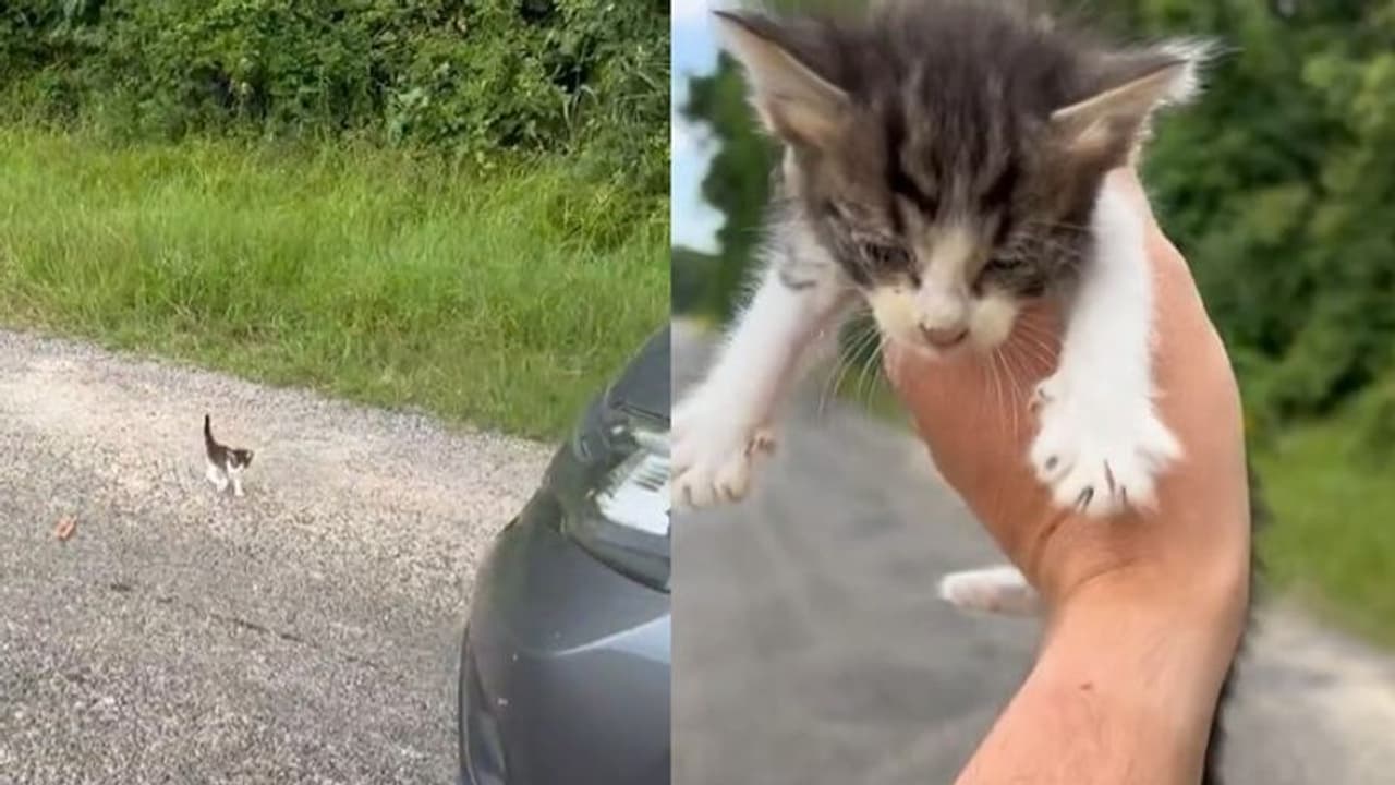 വിജനമായ സ്ഥലത്ത് ഒരു പൂച്ചക്കുട്ടി, പിറകെ സര്‍പ്രൈസുകള്‍; വീഡിയോ