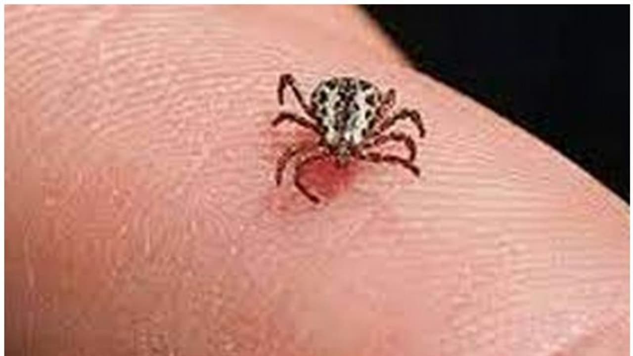 വീണ്ടും ചെള്ള് പനി മരണം,തിരുവനന്തപുരത്ത് മാത്രം മരണം രണ്ടായി