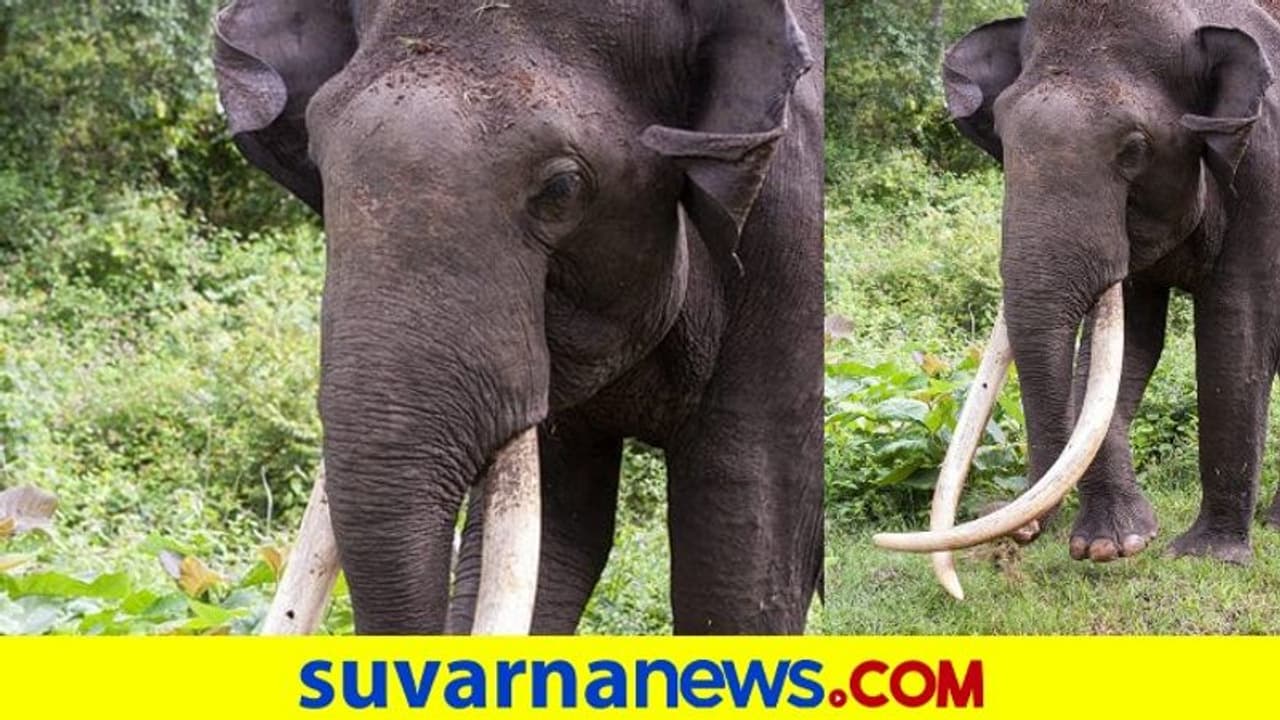 ಕಬಿನಿಯ ಆಕರ್ಷಣೆ ಶಕ್ತಿಮಾನ್ 'ಭೋಗೇಶ್ವರ' ಇನ್ನಿಲ್ಲ