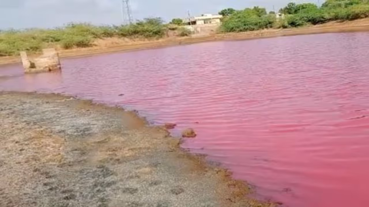 भारत पाकिस्तान सीमा पर तालाब का पानी हुआ गुलाबी, लोग बोले चमत्कार, अधिकारी बोले खतरे का संकेत है पास मत जाना भारत पाकिस्तान सीमा पर तालाब का पानी हुआ गुलाबी, लोग बोले चमत्कार, अधिकारी बोले खतरे का संकेत है पास मत जाना