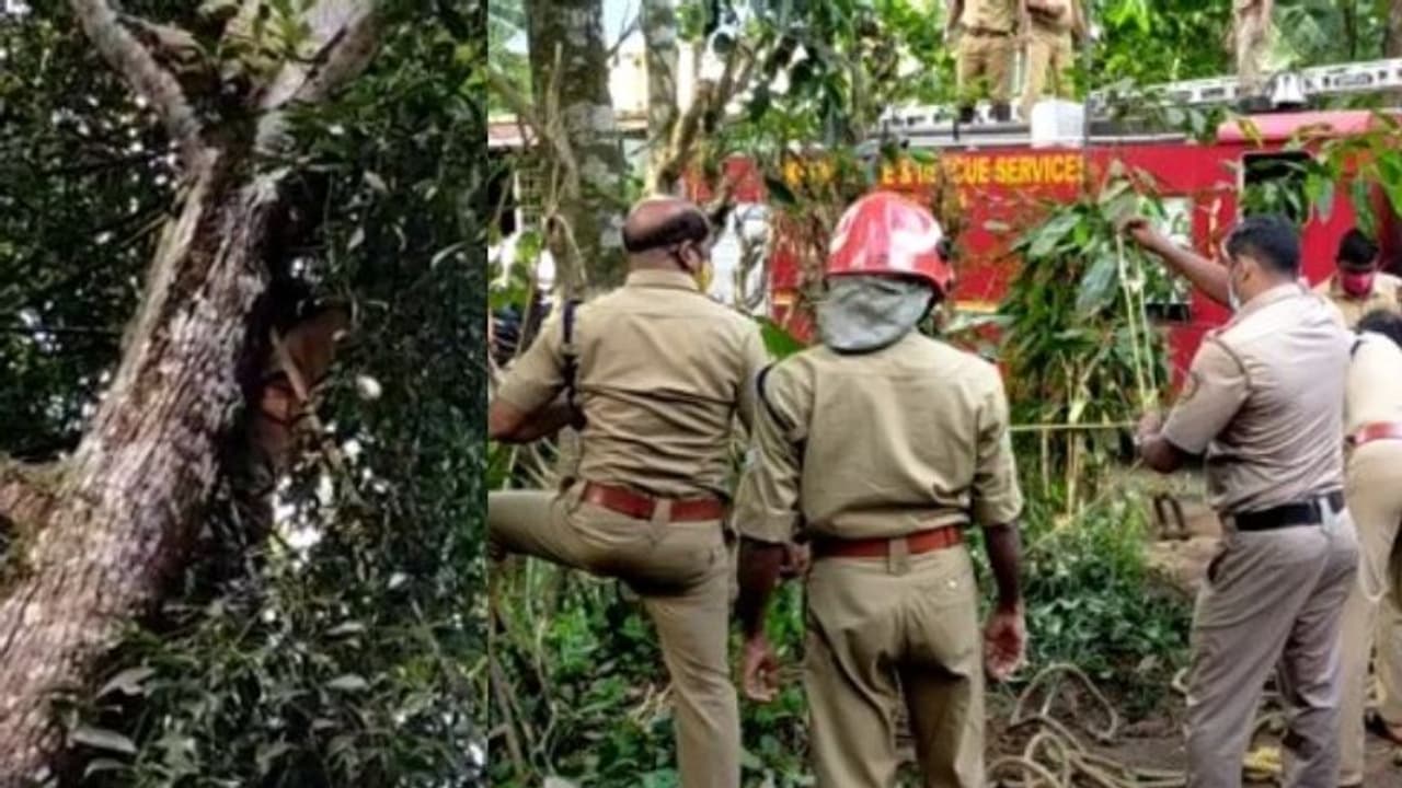 വീണ്ടും വില്ലനായി ഇരുമ്പ് തോട്ടി! വെൽഡിങ് കടയുടമ മാങ്ങ പറിക്കുന്നതിനിടെ ഷോക്കടിച്ച് മരിച്ചു