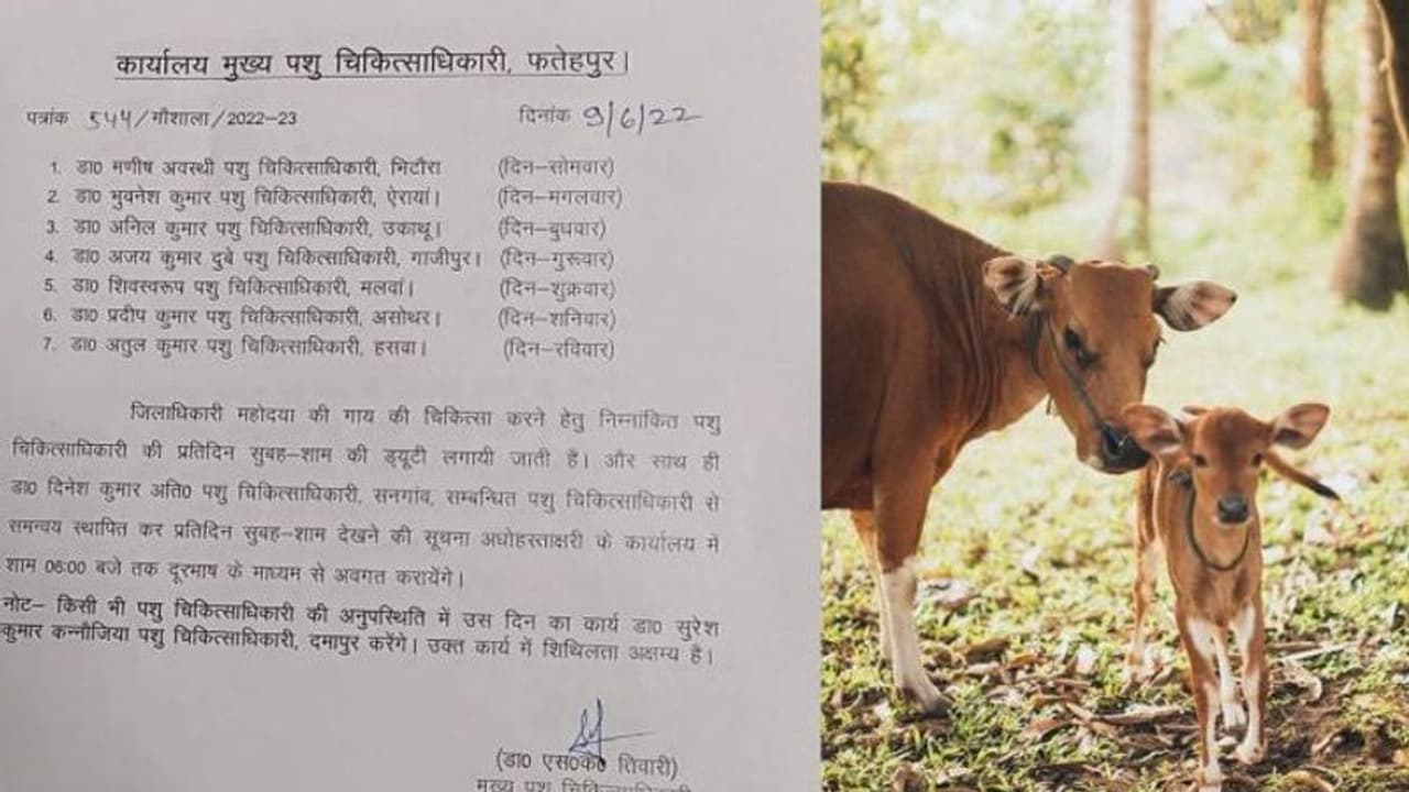 It's Viral: 7 veterinary doctors deputed for Fatehpur DM's cow