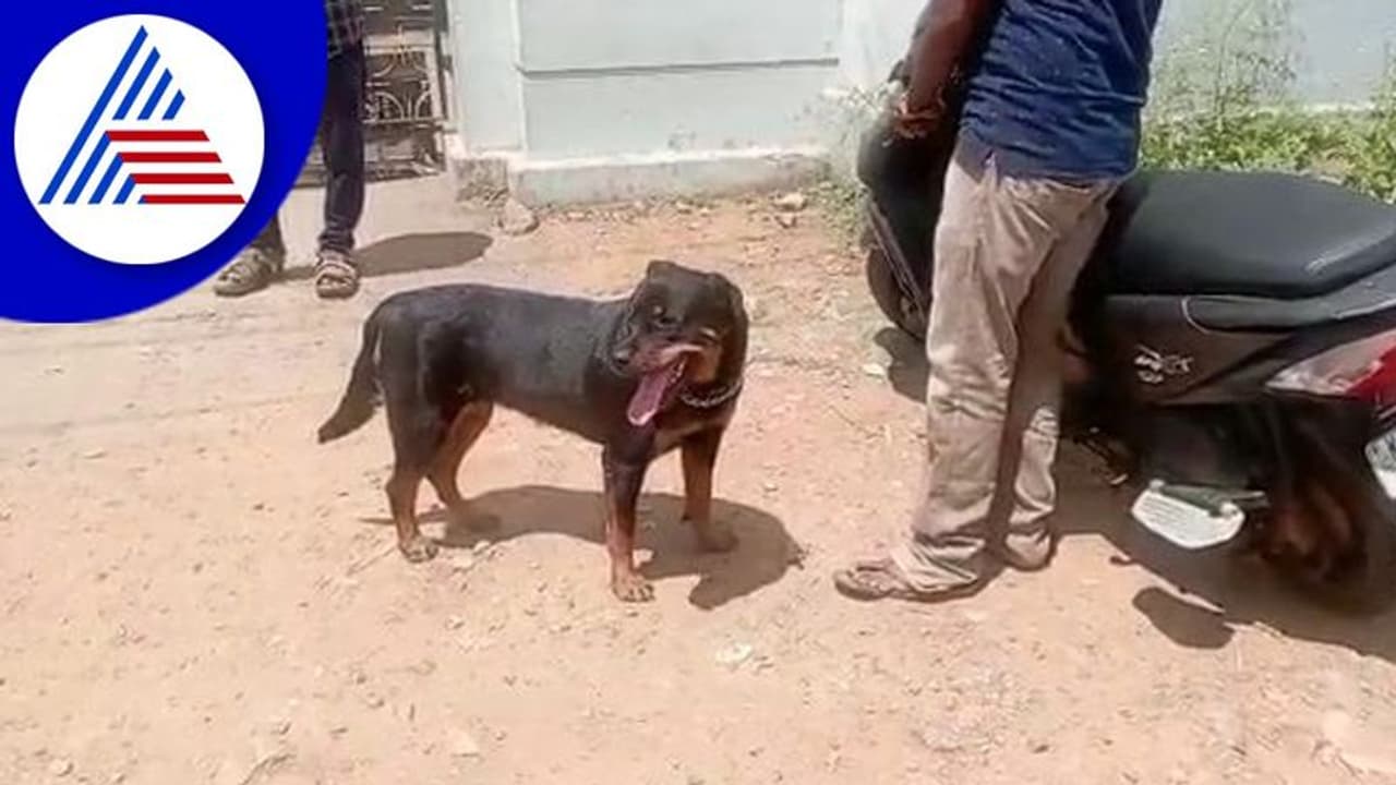 Davanagere: 777 ಚಾರ್ಲಿ ವೀಕ್ಷಣೆಗೆ ಡಯನಾಗೆ ಸಿಗಲಿಲ್ಲ ಅನುಮತಿ: ಪ್ರತಿಭಟಿಸಿದ ಮಾಲೀಕ Davanagere: 777 ಚಾರ್ಲಿ ವೀಕ್ಷಣೆಗೆ ಡಯನಾಗೆ ಸಿಗಲಿಲ್ಲ ಅನುಮತಿ: ಪ್ರತಿಭಟಿಸಿದ ಮಾಲೀಕ