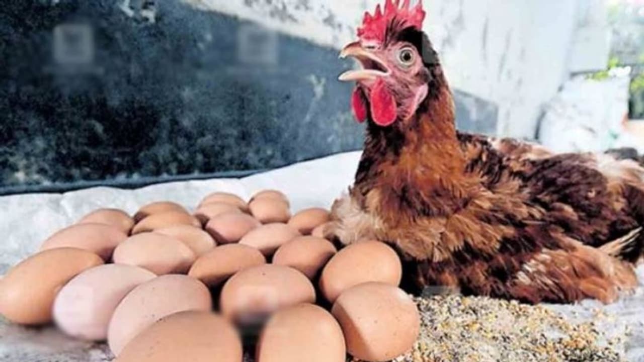 ഇതൊക്കെയെന്ത്! ആറ് മണിക്കൂറിനുള്ളില് 24 മുട്ടയിട്ട് ചിന്നു കോഴി ഇതൊക്കെയെന്ത്! ആറ് മണിക്കൂറിനുള്ളില് 24 മുട്ടയിട്ട് ചിന്നു കോഴി