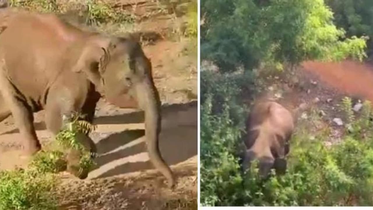 கூட்டத்திலிருந்து பிரிந்த காட்டு யானை ஊருக்குள் புகுந்து அட்டகாசம்...! யானை தாக்கியதில் வனக்காவலர்கள் காயம் கூட்டத்திலிருந்து பிரிந்த காட்டு யானை ஊருக்குள் புகுந்து அட்டகாசம்...! யானை தாக்கியதில் வனக்காவலர்கள் காயம்