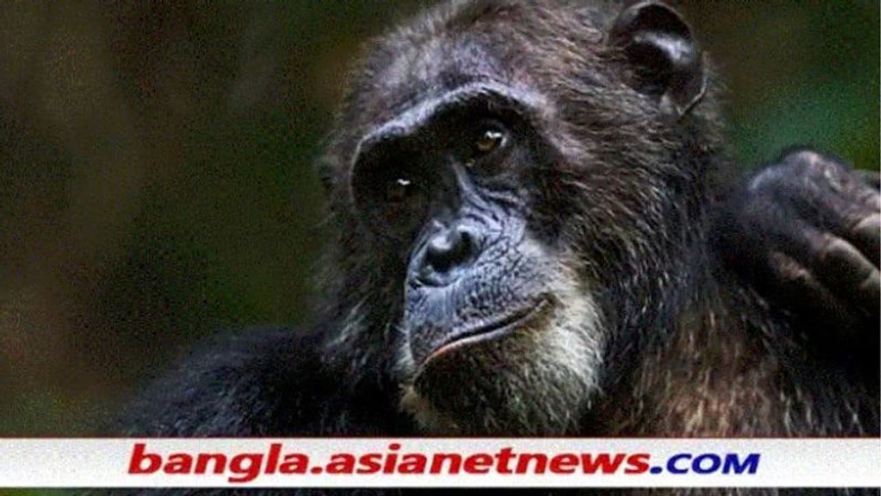 আলিপুর চিড়িয়াখানায় খাঁচা থেকে বেরিয়ে এল শিম্পাঞ্জি, দৌড়ে বন্ধ করা হল মেইন গেট আলিপুর চিড়িয়াখানায় খাঁচা থেকে বেরিয়ে এল শিম্পাঞ্জি, দৌড়ে বন্ধ করা হল মেইন গেট