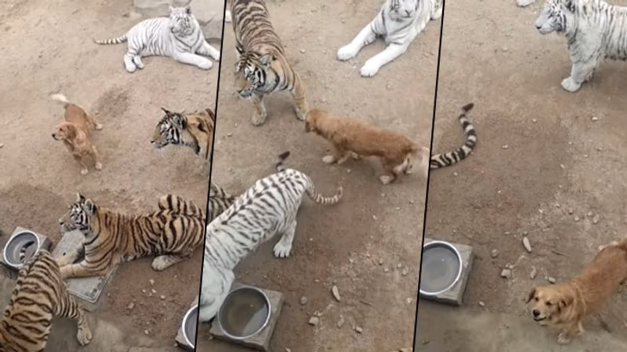 Dog walks courageously between tigers; viral video shocks netizens Dog walks courageously between tigers; viral video shocks netizens
