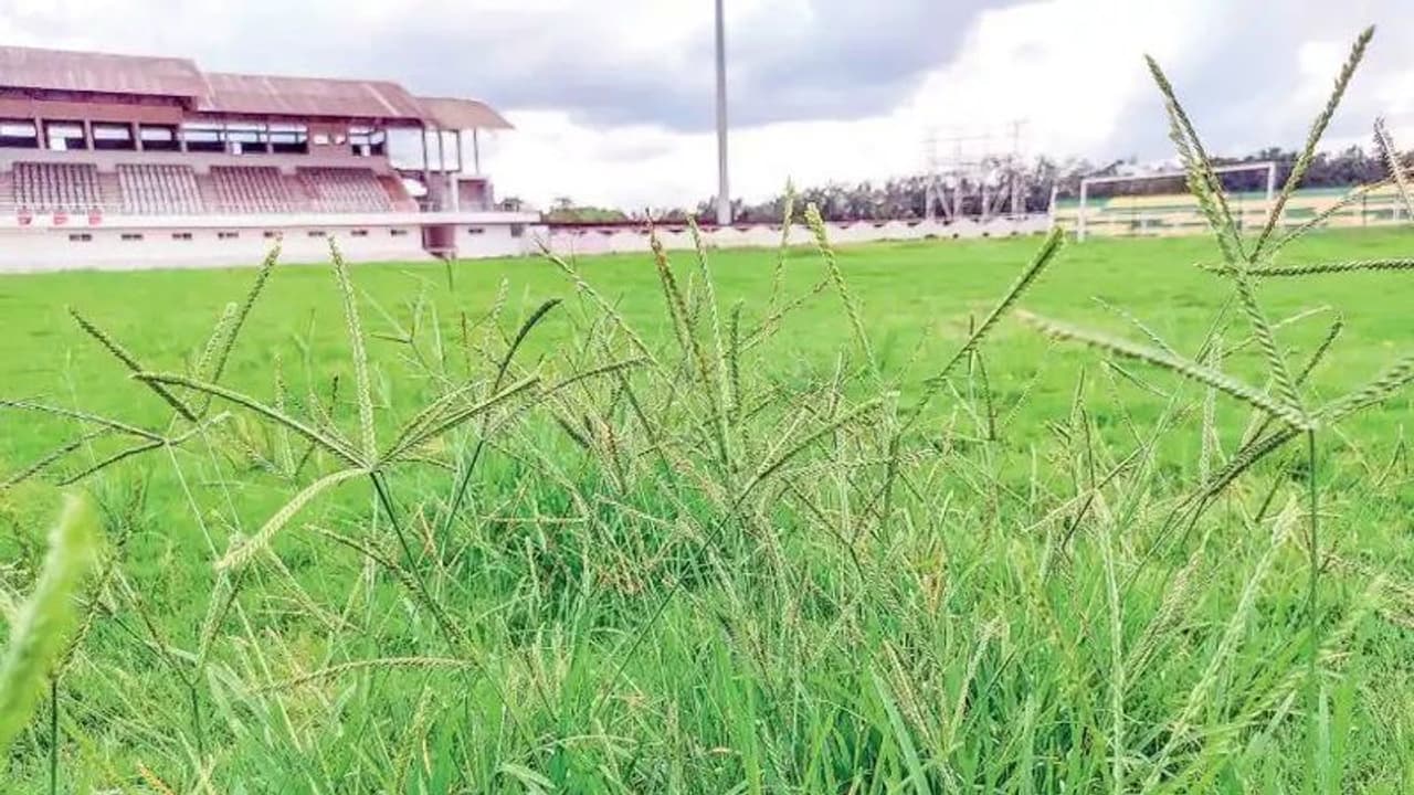 ഈ പച്ചപ്പുല്ലുകൾ വളരുന്നത് ഫുട്ബോൾ പ്രേമികളുടെ നെഞ്ചത്ത്; പയ്യനാട് ഫുട്ബോൾ സ്റ്റേഡിയം കാടുമൂടുന്നു ഈ പച്ചപ്പുല്ലുകൾ വളരുന്നത് ഫുട്ബോൾ പ്രേമികളുടെ നെഞ്ചത്ത്; പയ്യനാട് ഫുട്ബോൾ സ്റ്റേഡിയം കാടുമൂടുന്നു