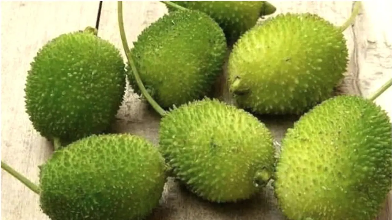 ভিটামিন ও মিনারেলে ভরপুর এই সবজি, জেনে নিন কাঁকরোলের পুষ্টিগুণ ভিটামিন ও মিনারেলে ভরপুর এই সবজি, জেনে নিন কাঁকরোলের পুষ্টিগুণ