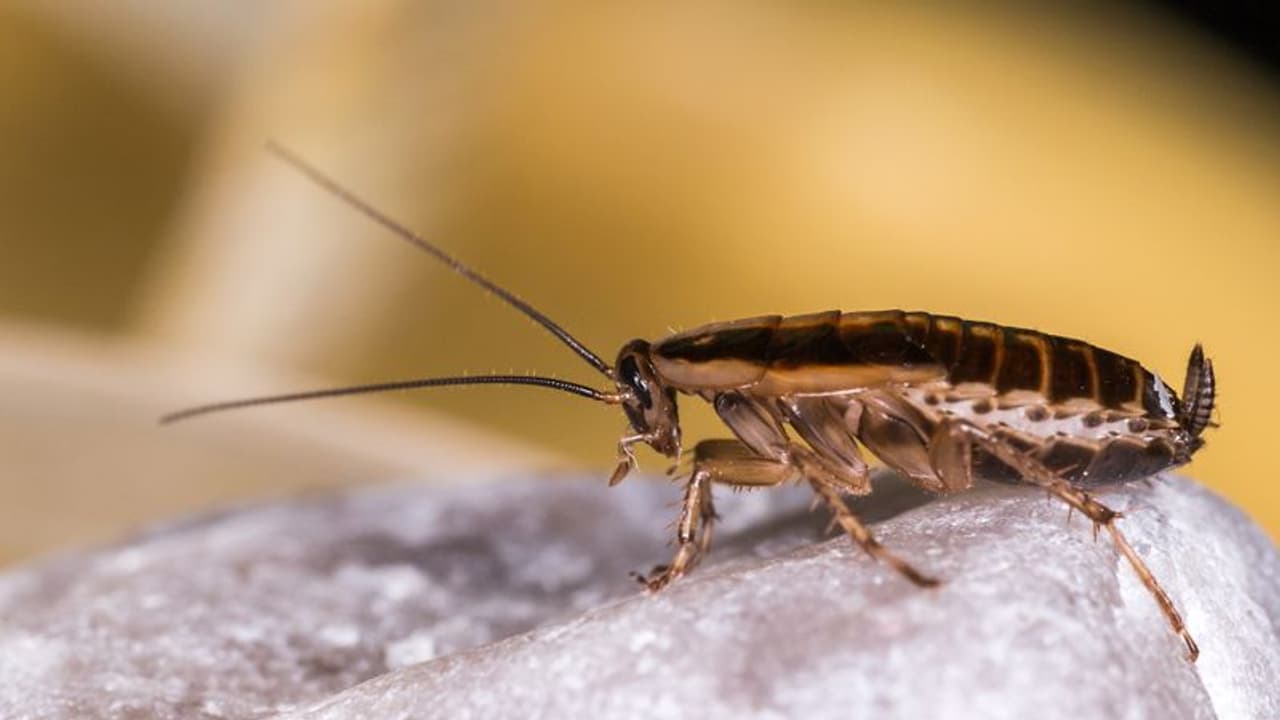 നൂറ് പാറ്റകളെ ഒരു മാസം വീട്ടില്‍ പാര്‍പ്പിച്ചാല്‍ ഒന്നരലക്ഷം രൂപ, അപേക്ഷകര്‍ പെരുകുന്നു! 