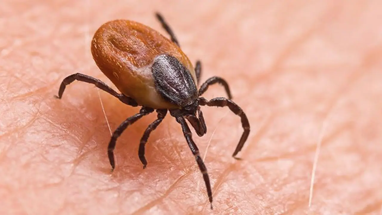 Scrub Typhus outbreak claims 5 lives in Odisha: Know causes, symptoms and prevention Scrub Typhus outbreak claims 5 lives in Odisha: Know causes, symptoms and prevention