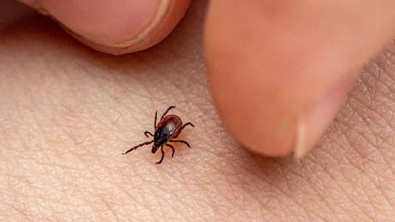 ഭീഷണിയായി ചെള്ളുപനി, 5 മരണം, 9 പേർക്ക് രോഗം സ്ഥിരീകരിച്ചു; ഈ ലക്ഷണങ്ങൾ അവഗണിക്കരുത്! ഭീഷണിയായി ചെള്ളുപനി, 5 മരണം, 9 പേർക്ക് രോഗം സ്ഥിരീകരിച്ചു; ഈ ലക്ഷണങ്ങൾ അവഗണിക്കരുത്!