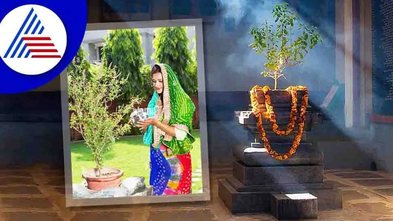 ಒಣ ತುಳಸಿ ಎಲೆಗಳು ನಿಮ್ಮ ಹಣದ ಸಮಸ್ಯೆ ನೀಗಲಿವೆ!