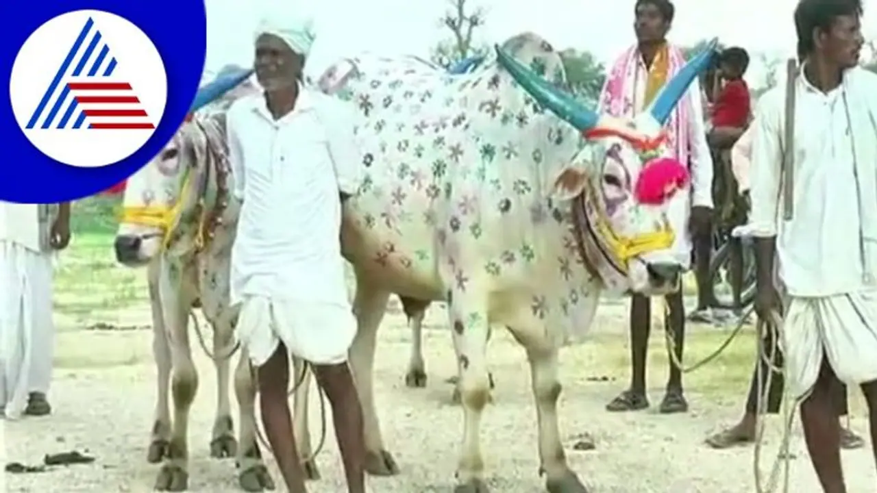 Yadgir; ಕಾರ ಹುಣ್ಣಿಮೆ ಸಡಗರವೋ ಸಡಗರ!