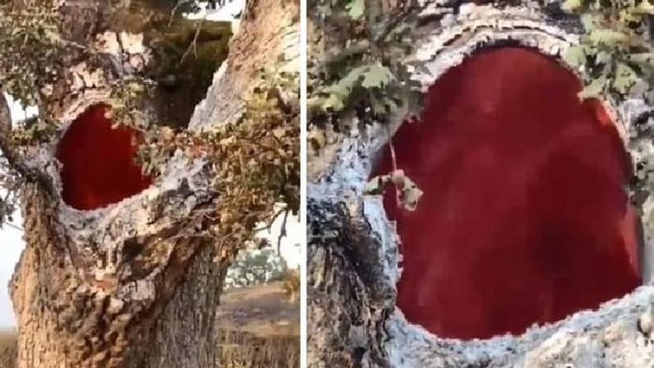  'നരകത്തിലേക്കുള്ള വാതിൽ' എന്ന് കാഴ്ച്ചക്കാർ, അത്ഭുതമായി അകത്തുനിന്നും കത്തുന്ന മരം 