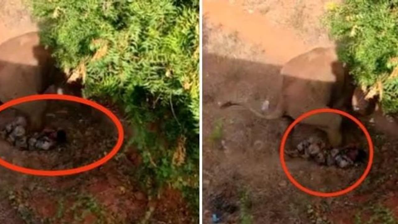  காட்டு யானை ஊருக்குள் புகுந்து அட்டகாசம்..! வனக்காவலரை யானை தாக்கும் வீடியோ காட்சி வெளியாகி பரபரப்பு