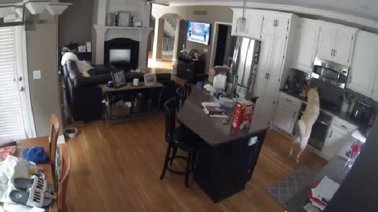 നായ അടുക്കളയിൽ കയറി ഗ്യാസ് സ്റ്റൗ ഓണാക്കി, പിന്നാലെ വൻതീപ്പിടിത്തം