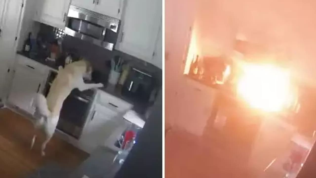 ಮನೆಯಲ್ಲಿ ಶ್ವಾನವನ್ನು ಒಂಟಿಯಾಗಿ ಬಿಟ್ಟು ಹೋಗುತ್ತೀರಾ : ಹಾಗಿದ್ರೆ ಈ ಸ್ಟೋರಿ ಓದಿ