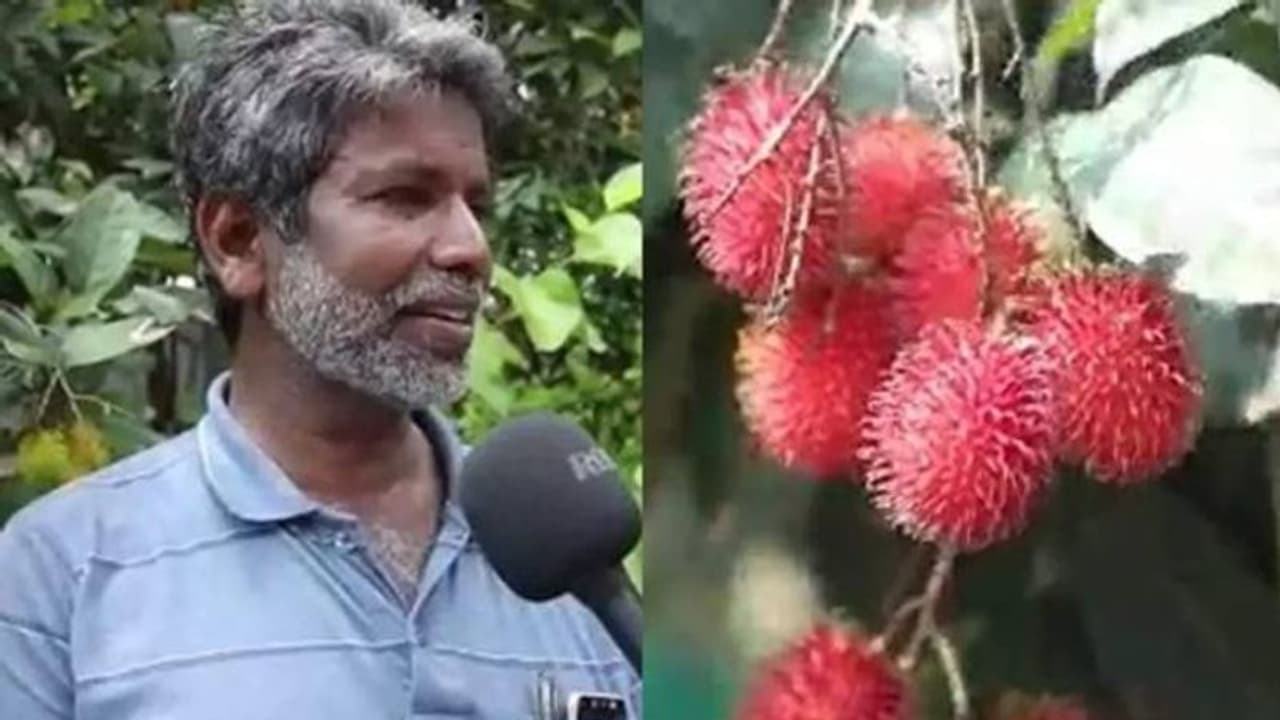 വീട്ടുമുറ്റം നിറയെ വിദേശ പഴങ്ങളുടെ പറുദീസ; ഷംസുദ്ധീന്റെ കൃഷിയിടം വേറെ ലെവല് വീട്ടുമുറ്റം നിറയെ വിദേശ പഴങ്ങളുടെ പറുദീസ; ഷംസുദ്ധീന്റെ കൃഷിയിടം വേറെ ലെവല്