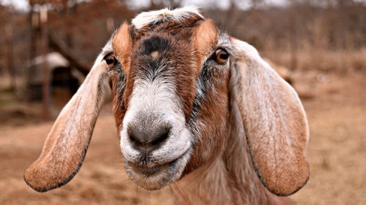 ಇಷ್ಟಾರ್ಥ ನೇರವೇರಿದ ಬೆನ್ನಲ್ಲೇ ಮೇಕೆ ಬಲಿಕೊಟ್ಟ, ಅದೇ ಮೇಕೆ ಕಣ್ಣಿಂದಲೇ ಬಲಿಯಾದ! ಇಷ್ಟಾರ್ಥ ನೇರವೇರಿದ ಬೆನ್ನಲ್ಲೇ ಮೇಕೆ ಬಲಿಕೊಟ್ಟ, ಅದೇ ಮೇಕೆ ಕಣ್ಣಿಂದಲೇ ಬಲಿಯಾದ!