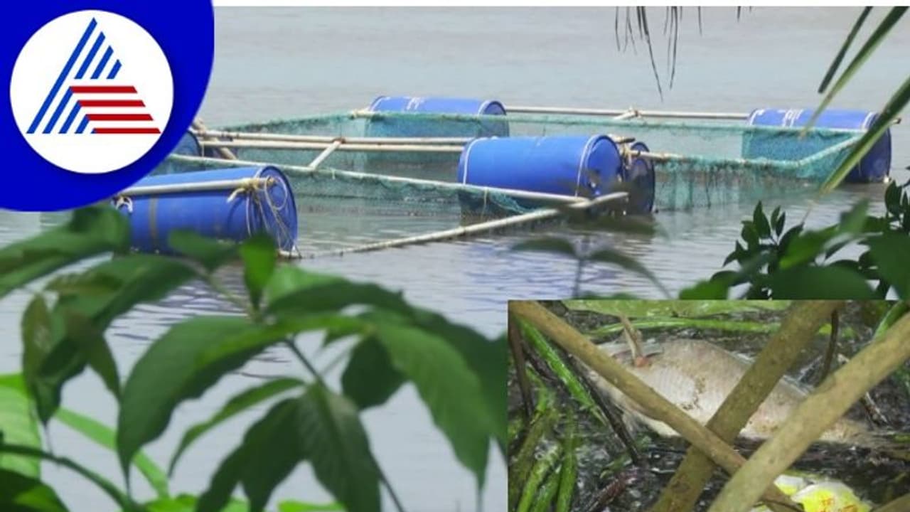 Udupi; ಕಲುಷಿತ ನೀರು ಕುಡಿದು ಲಕ್ಷಾಂತರ ಮೀನುಗಳ ಸಾವು, ಕೊಳಕು ನೀರು ಬಂದಿದ್ದೆಲ್ಲಿಂದ? Udupi; ಕಲುಷಿತ ನೀರು ಕುಡಿದು ಲಕ್ಷಾಂತರ ಮೀನುಗಳ ಸಾವು, ಕೊಳಕು ನೀರು ಬಂದಿದ್ದೆಲ್ಲಿಂದ?