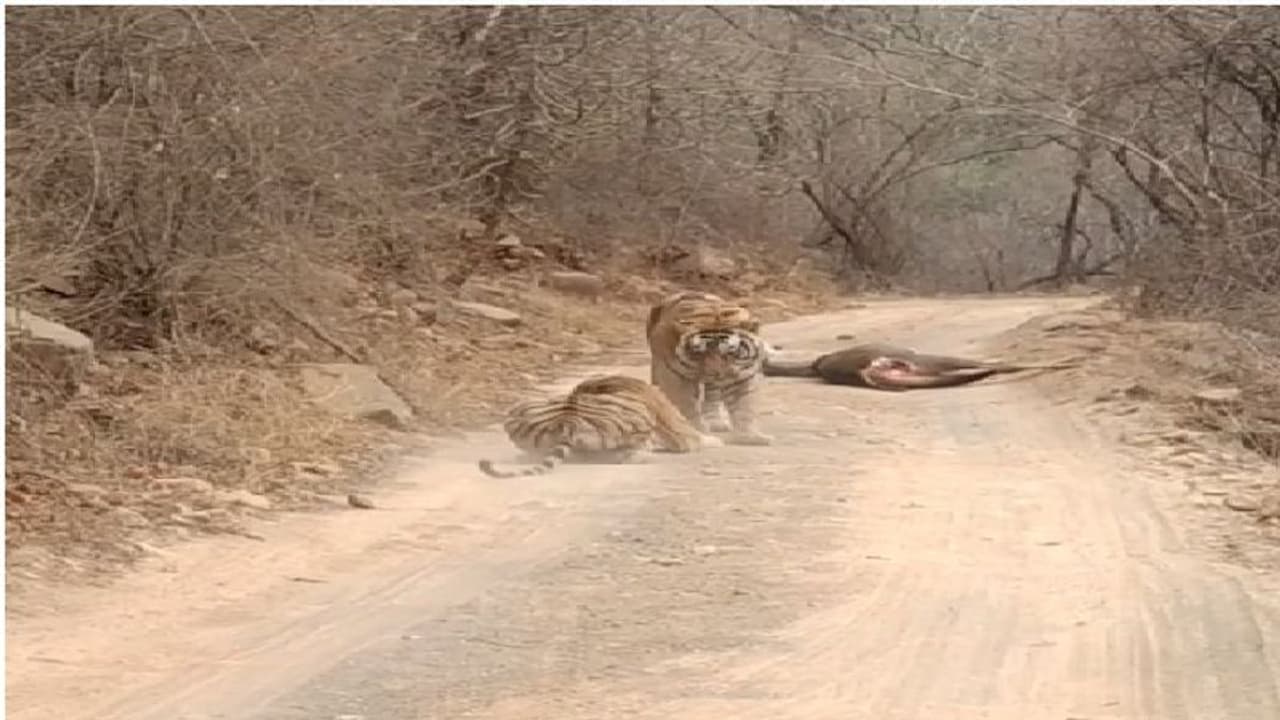 పులి కోసం ప్రయాణికులను ఆపేసిన ట్రాఫిక్ పోలీసు.. వీడియో..! పులి కోసం ప్రయాణికులను ఆపేసిన ట్రాఫిక్ పోలీసు.. వీడియో..!