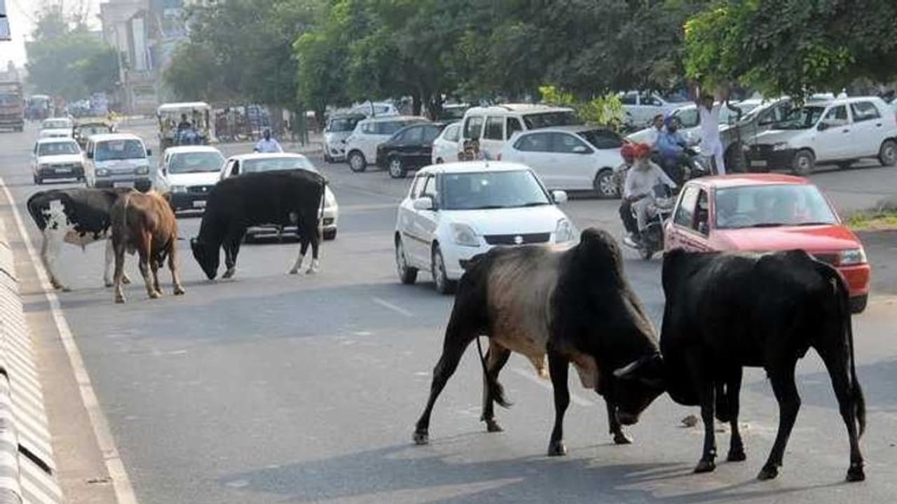 சாலையில் மாடுகள் சுற்றித்திருந்தால் அபராதம்... உரிமையாளர்களுக்கு சென்னை மாநகராட்சி எச்சரிக்கை!! சாலையில் மாடுகள் சுற்றித்திருந்தால் அபராதம்... உரிமையாளர்களுக்கு சென்னை மாநகராட்சி எச்சரிக்கை!!