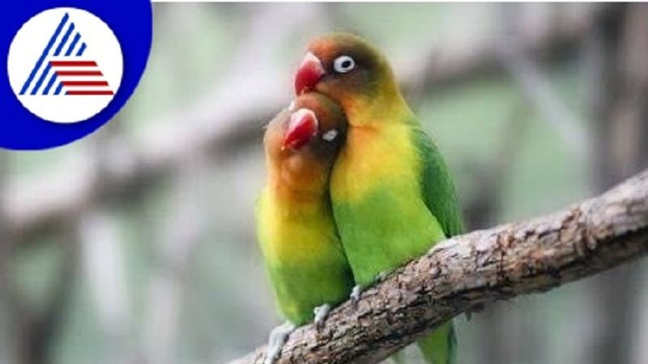 ಟಿಕೆಟ್ ಇಲ್ಲದೆ ಬಸ್‌ನಲ್ಲಿ ಪ್ರಯಾಣಿಸಿದ ಪಕ್ಷಿಗಳು, ಅಮಾನತುಗೊಂಡ ಕೆಸ್ಸಾರ್ಟಿಸಿ ಕಂಡಕ್ಟರ್!