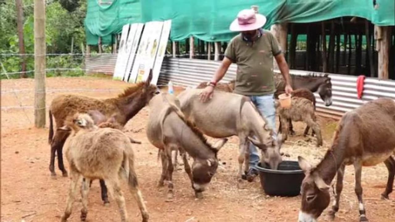 കഴുത ഫാം തുടങ്ങാൻ ഐടി ജോലി ഉപേക്ഷിച്ച് യുവാവ്, പാൽ ഉത്പാദനം ലക്ഷ്യം...