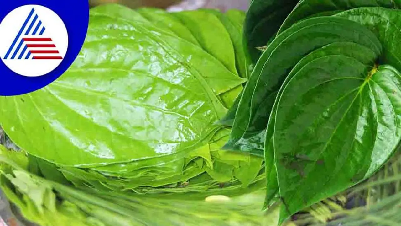Betel Leaf : சாப்பிட்ட பிறகு வெற்றிலை சாப்பிடுவது ஏன்? இந்த இலையில் மறைந்திருக்கும் நன்மைகள் இதோ..!!