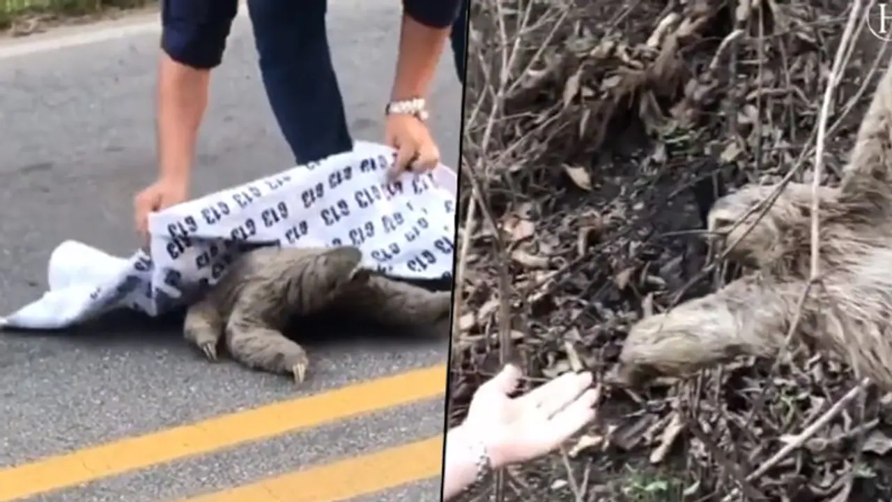 Sloth bear gives a high five to human; watch the adorable video Sloth bear gives a high five to human; watch the adorable video