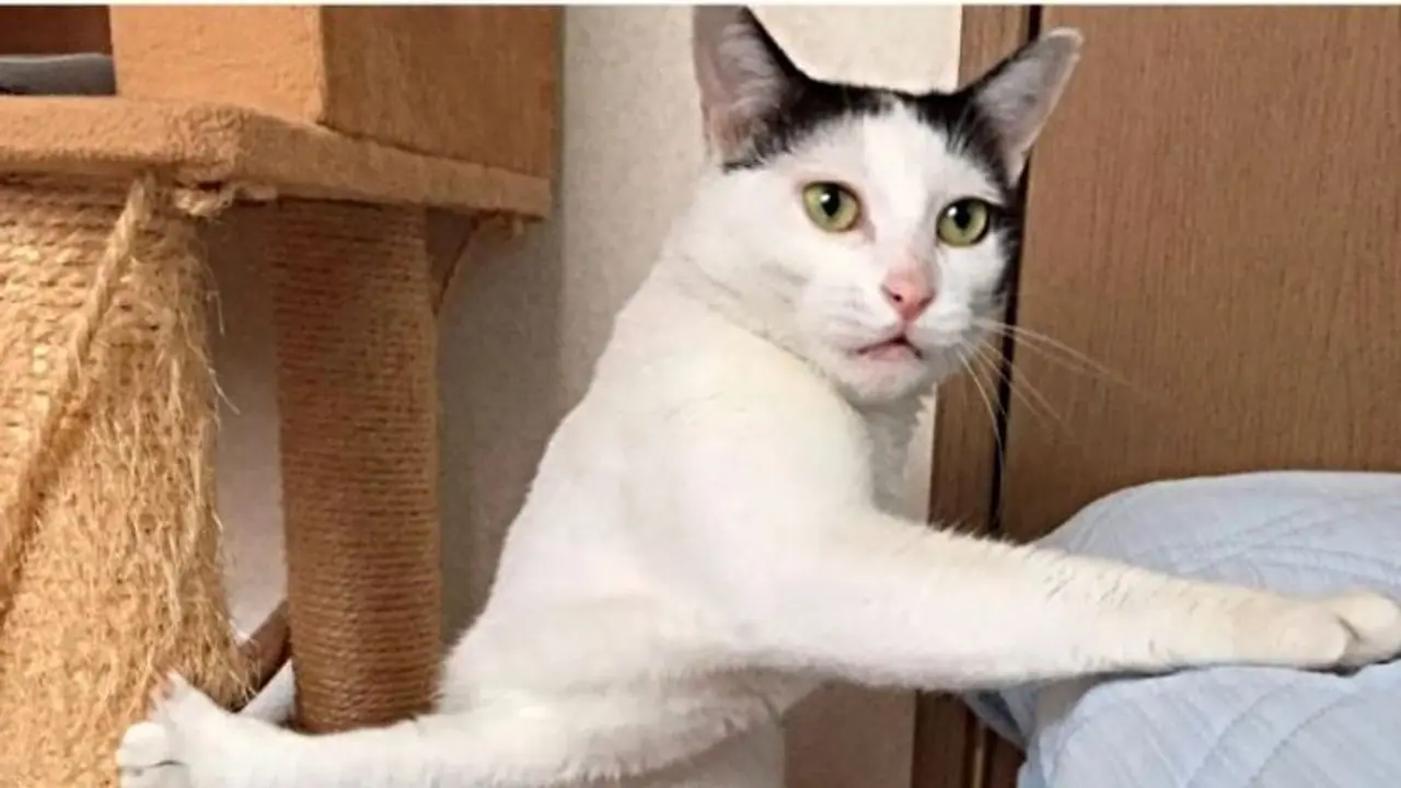 शेर की मौसी बिल्ली कोई मामूली जानवर नहीं, टैलेंट जानकर रह जाएंगे दंग, सांप की वजह से खीरे को मानती है दुश्मन शेर की मौसी बिल्ली कोई मामूली जानवर नहीं, टैलेंट जानकर रह जाएंगे दंग, सांप की वजह से खीरे को मानती है दुश्मन