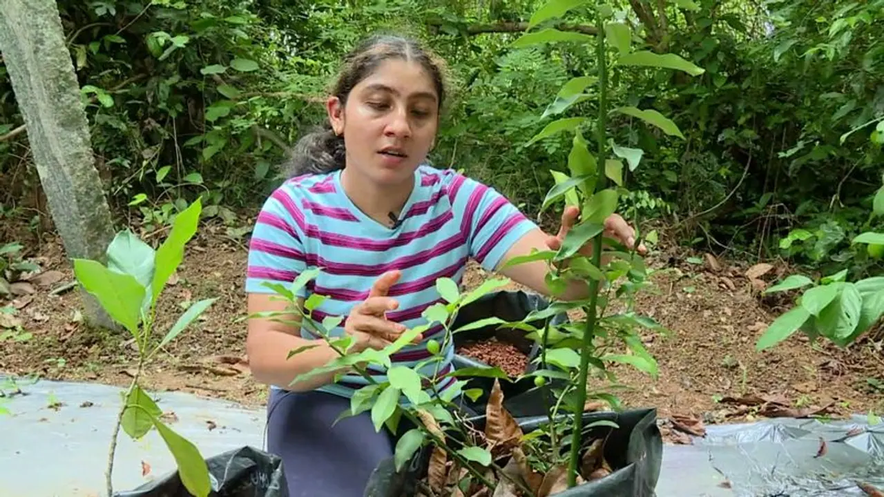 ಉದ್ಯೋಗ ಮಾಡುತ್ತಿದ್ರೂ ಕೃಷಿಯಲ್ಲಿ ಖುಷಿ ಕಂಡ ದಂಪತಿ, 200 ಅಧಿಕ ವಿದೇಶಿ ತಳಿ ಹಣ್ಣು ಬೆಳೆದ ಜೋಡಿ ಉದ್ಯೋಗ ಮಾಡುತ್ತಿದ್ರೂ ಕೃಷಿಯಲ್ಲಿ ಖುಷಿ ಕಂಡ ದಂಪತಿ, 200 ಅಧಿಕ ವಿದೇಶಿ ತಳಿ ಹಣ್ಣು ಬೆಳೆದ ಜೋಡಿ