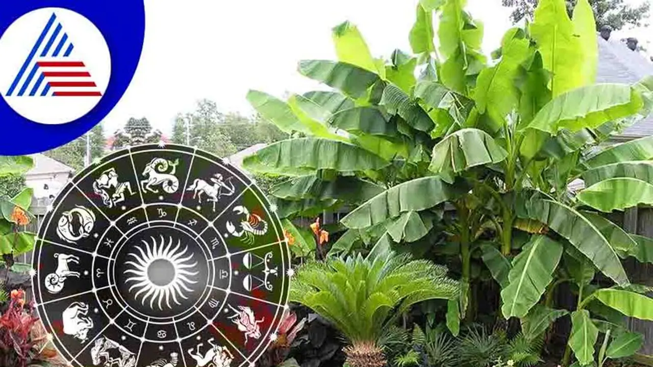 Banana Tree: வாழை மரத்திற்கு மத முக்கியத்துவம் ஏன்? சுவாரசியமான தகவல்கள் இதோ..!!