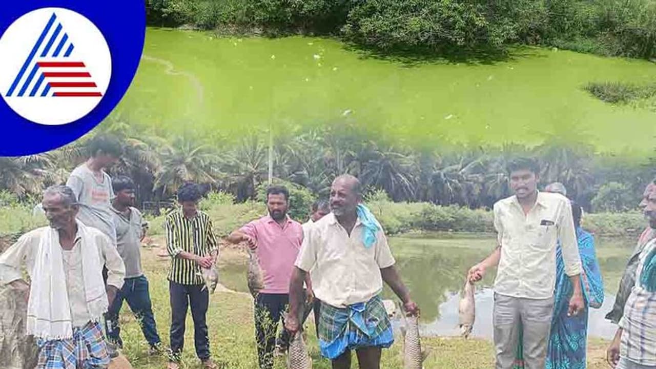 Mandya: ಕೆರೆಗೆ ವಿಷ ಬೆರಸಿ ಮೀನುಗಳ ಮಾರಣಹೋಮ ನಡೆಸಿದ ಕಿಡಿಗೇಡಿಗಳು! Mandya: ಕೆರೆಗೆ ವಿಷ ಬೆರಸಿ ಮೀನುಗಳ ಮಾರಣಹೋಮ ನಡೆಸಿದ ಕಿಡಿಗೇಡಿಗಳು!